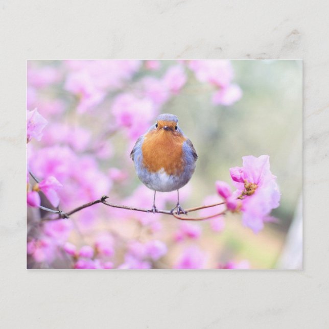Robin no Cartão Postal do Branch (Frente)