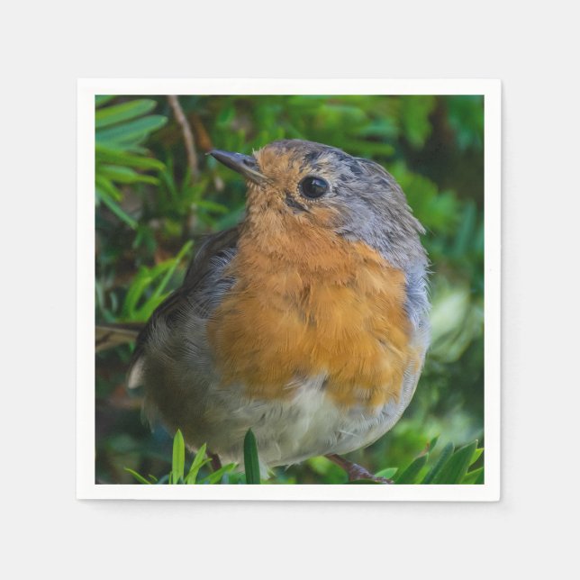 Robin perto dos guardanapos (Frente)