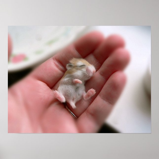 Robo Pup Poster (Frente)