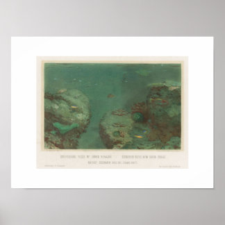 Rochas Submarinas Com Poster de Corais Verdes(1867