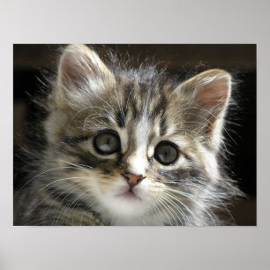 Rochoso o poster 2 do gatinho