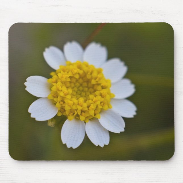 Rock Daisy Mousepad (Frente)