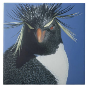 Rockhopper Penguin (Eudyptes chrysocome)