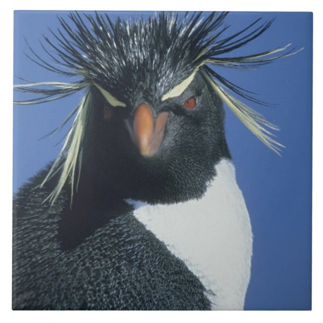 Rockhopper Penguin (Eudyptes chrysocome) (Frente)