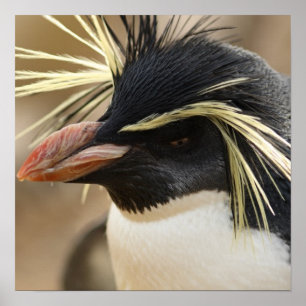 Rockhopper Penguin Poster