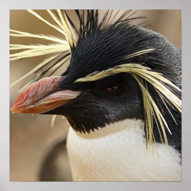 Rockhopper Penguin Poster (Frente)