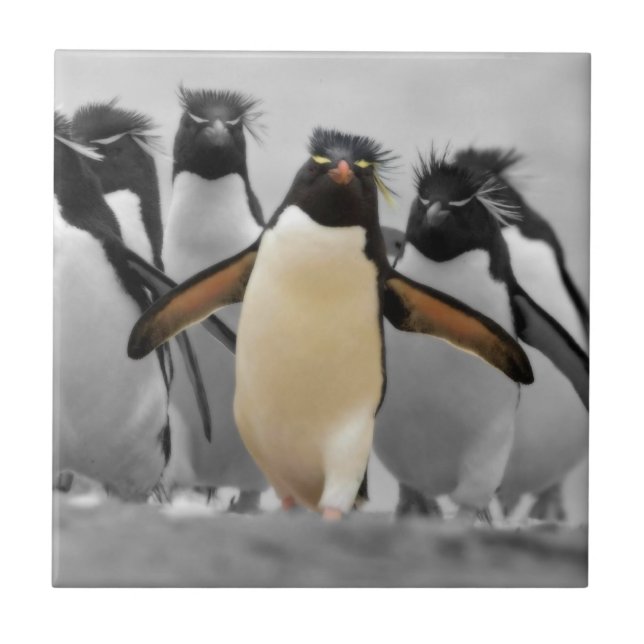 Rockhopper Penguins (Frente)