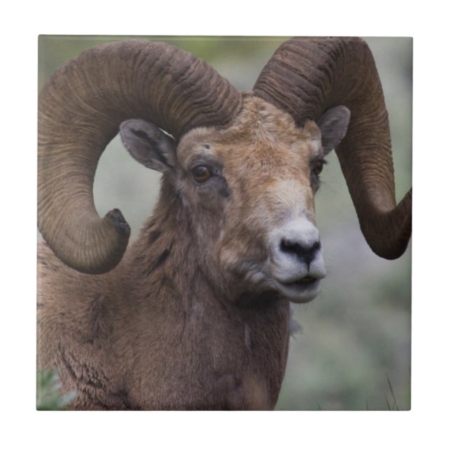 Rocky Mountain Bighorn Sheam Ram (Frente)