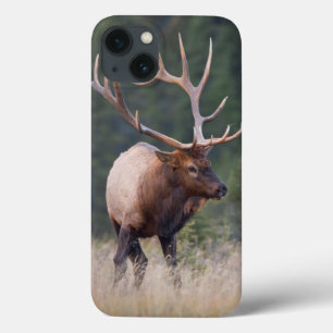 Rocky Mountain Elk