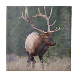 Rocky Mountain Elk