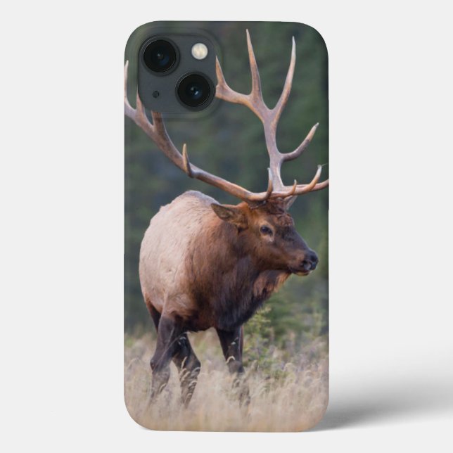 Rocky Mountain Elk (Verso)