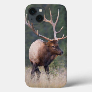 Rocky Mountain Elk