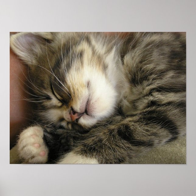Rocky the Kitten Poster (Frente)