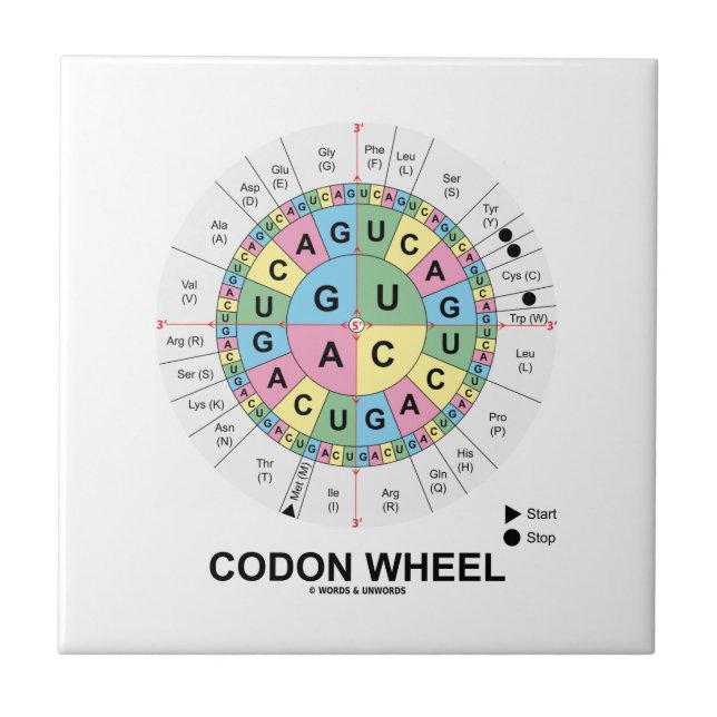 Roda do Codon (ácidos aminados dos Codons do RNA) (Frente)
