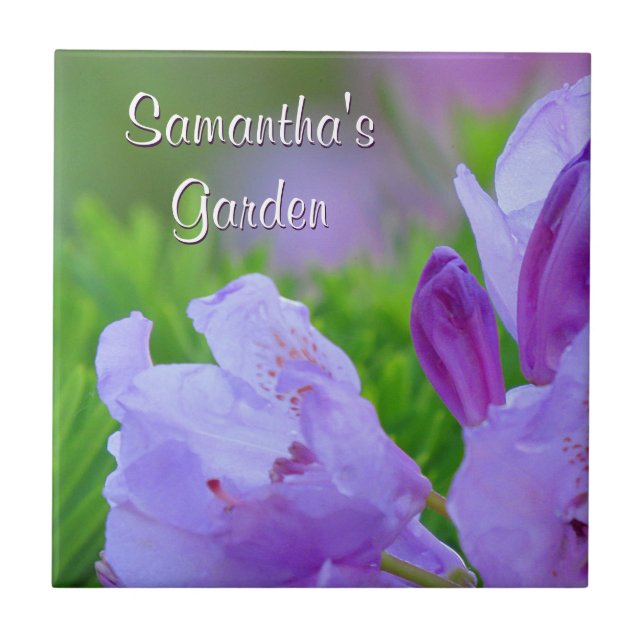 Rododendro após o jardim personalizado chuva (Frente)