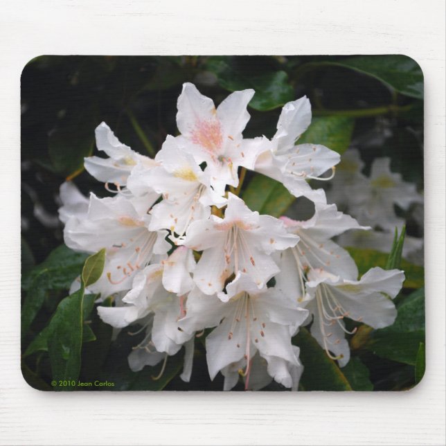 Rododendro branco Mousepad (Frente)