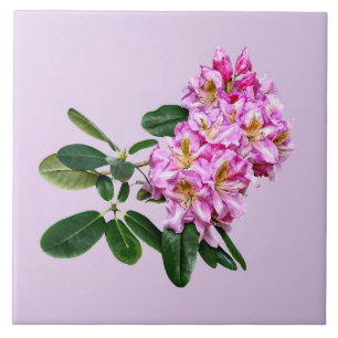 Rododendro Rosa Pálido