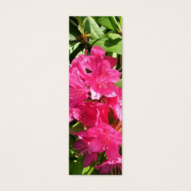 rododendron rosa e íris azul (Frente)