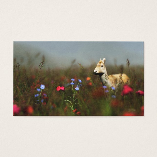 Roe em um Marcador de Sombra (Frente)