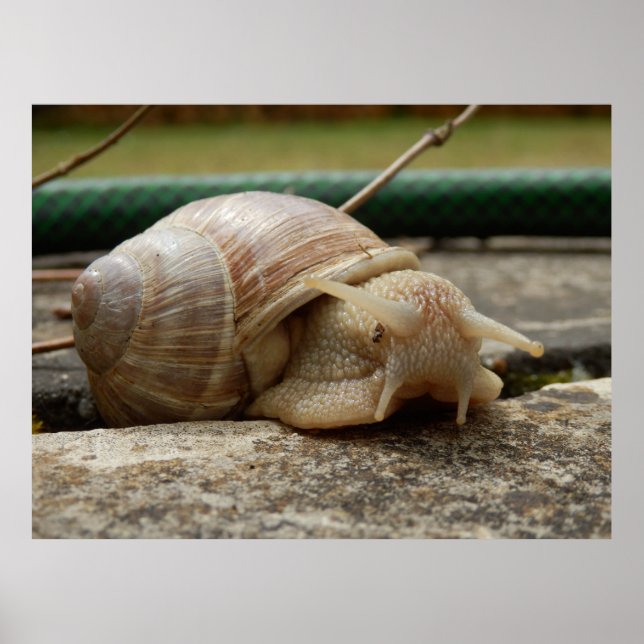 Roman Snail Poster (Frente)