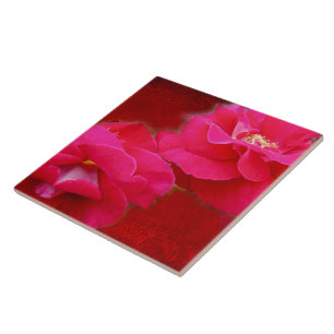 Romance e Rosas vermelhas