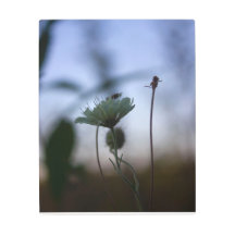 Romantic Trees & Flowers – Botanical Fantasy Boho