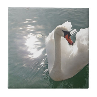 Romantischer weisser Schwan