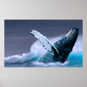 rompendo o poster da fotografia dos animais