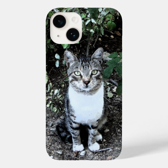 RONINA DE GATO NEGRO E BRANCO TURCO (Verso)