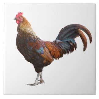 Rooster Kitchen Decor adicionar texto de cor Plano