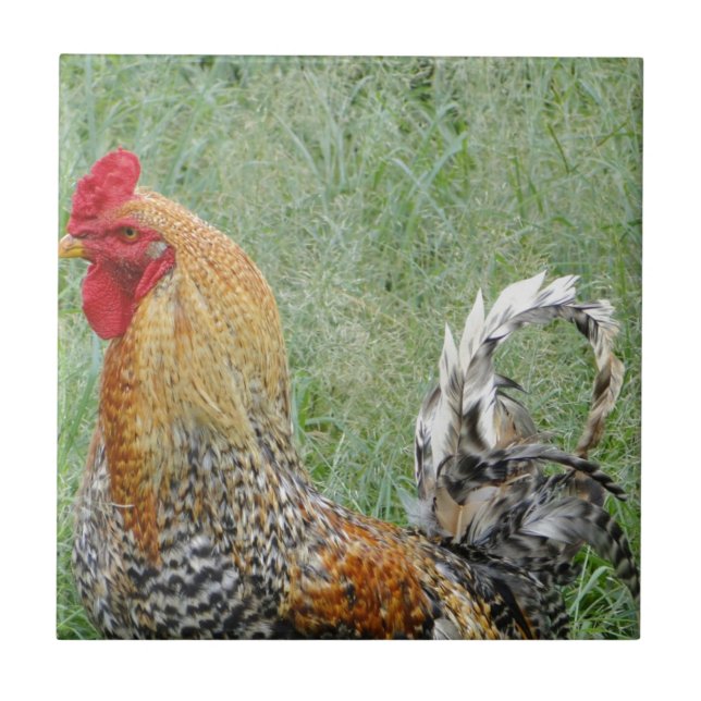 Roosters (Frente)