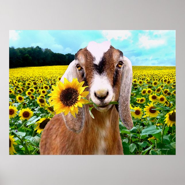 "Rory" Poster (Frente)