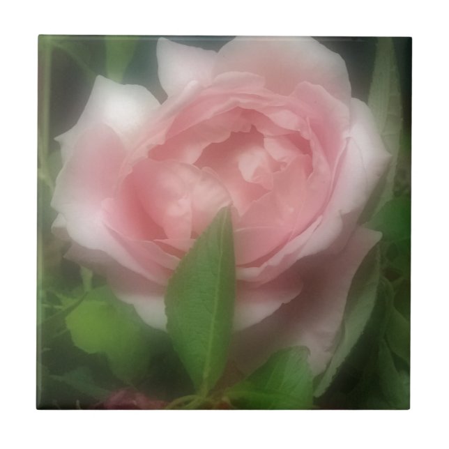 Rosa (Frente)