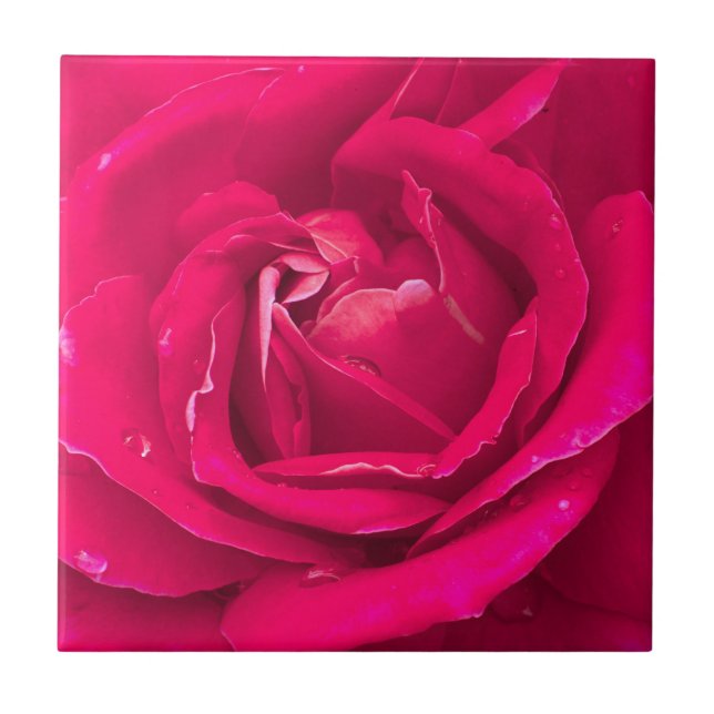 Rosa (Frente)
