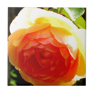 Rosa Amarela