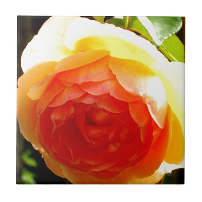 Rosa Amarela (Frente)