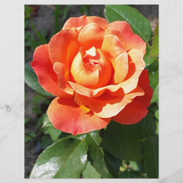 rosa amarela brilhante (Frente)