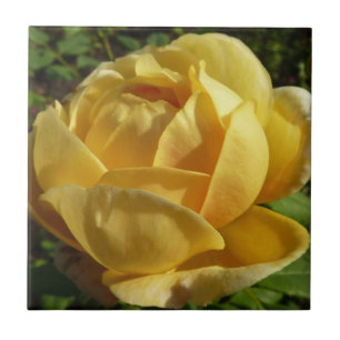 Rosa Amarelo