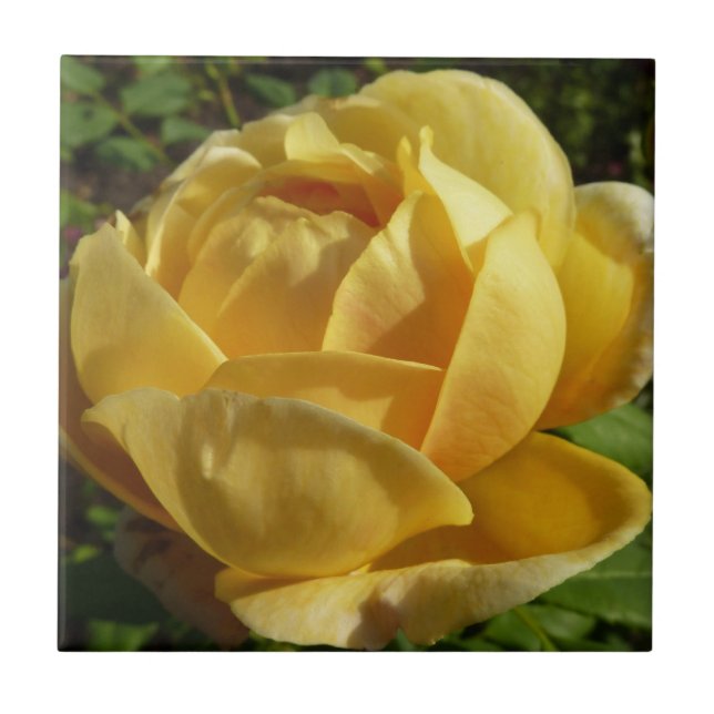 Rosa amarelo (Frente)