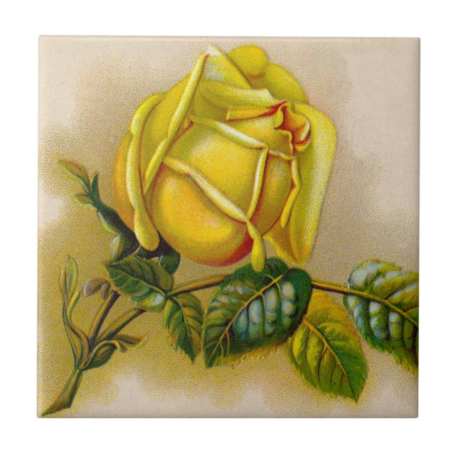 Rosa Amarelo Antiquado Vintage Impressão de Arte F (Frente)