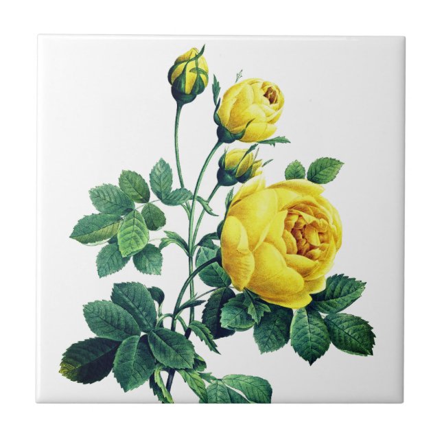 Rosa Amarelo Botânica Elegante Vintage (Frente)