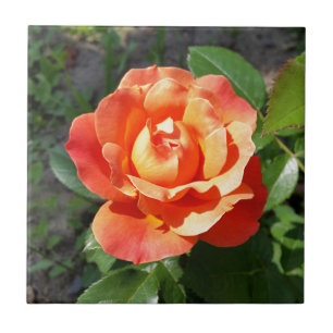 rosa amarelo brilhante