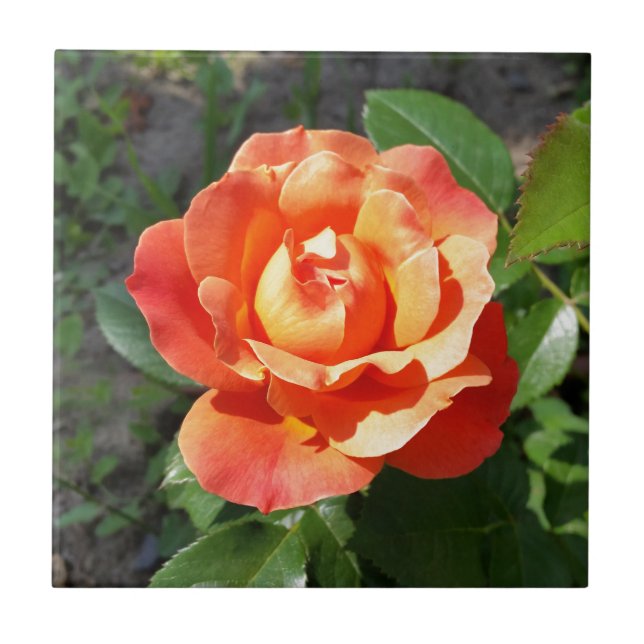rosa amarelo brilhante (Frente)