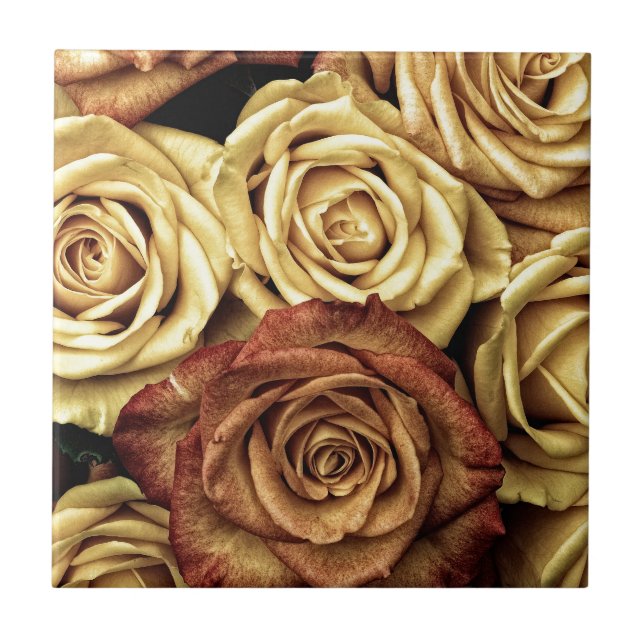 Rosa amarelo e vermelho (Frente)