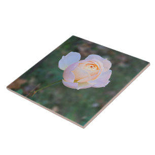 Rosa Amarelo-Rosa-Rosa-Rosa-Delicada Pastel