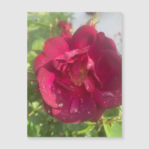 Rosa após o ímã de chuva