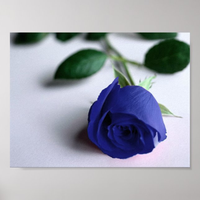 Rosa azul - Poster (Frente)