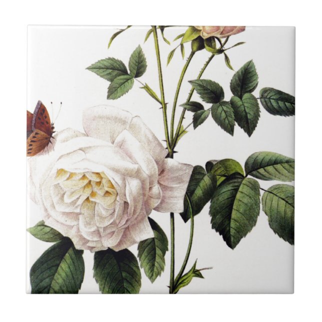 Rosa Bengale - Pierre Joseph Redouté. (Frente)