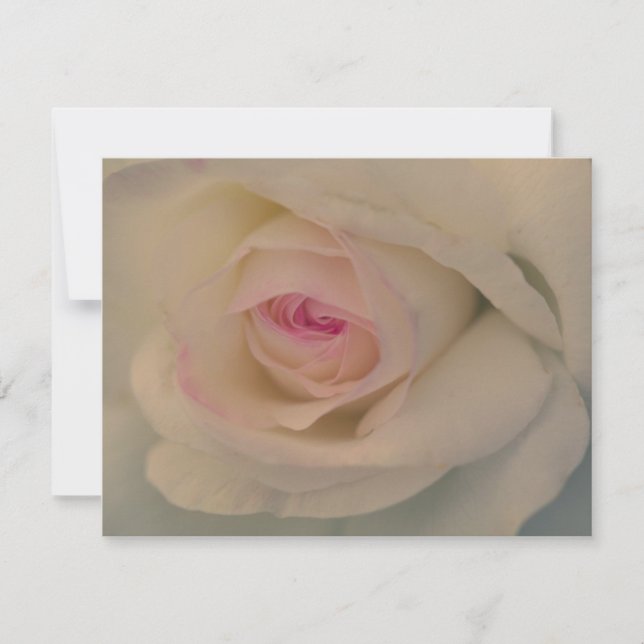 Rosa Branca (Frente)