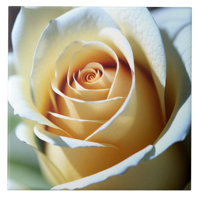 Rosa Branca fresca (Frente)